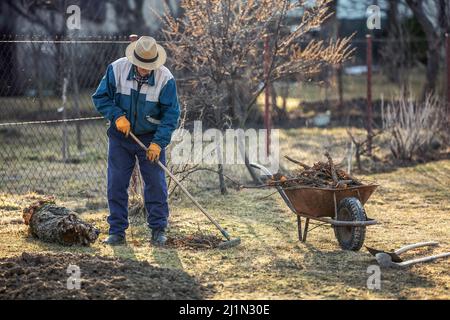 Ein älterer Bauer reinigt den Garten, nachdem er einen alten Obstbaum ausgegraben hat. Stockfoto