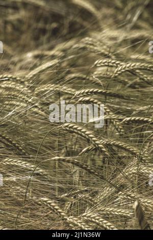 Sepia getönte Köpfe aus grüner Gerste / Hordeum vulgare wachsen. Fokussieren Sie den Kopf direkt unterhalb der Bildmitte. Für das Konzept der Hungersnot und Ernährungssicherheit Stockfoto