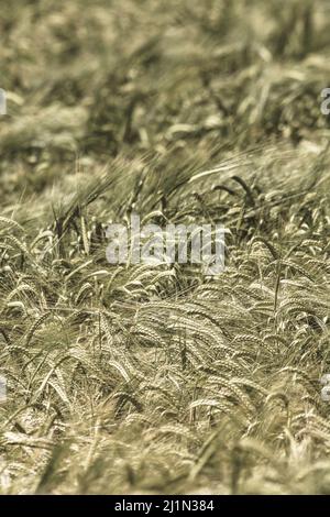 Green Fields of England Konzept. Sepia getönte Köpfe aus grüner Gerste / Hordeum vulgare wachsen. Konzentrieren Sie sich auf die Köpfe in der Bildmitte. Für die Ernährungssicherheit. Stockfoto