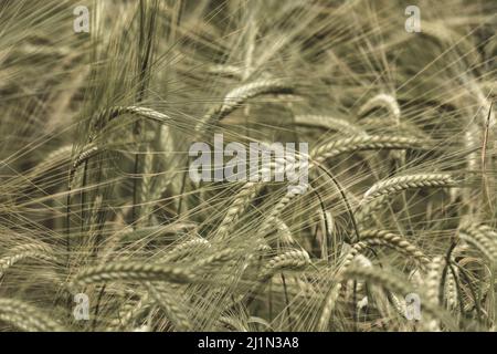 Sepia getönte Köpfe aus grüner Gerste / Hordeum vulgare wachsen. Konzentrieren Sie sich auf den Kopf rechts von der Bildmitte. Für das Konzept der Ernährungssicherheit. Stockfoto