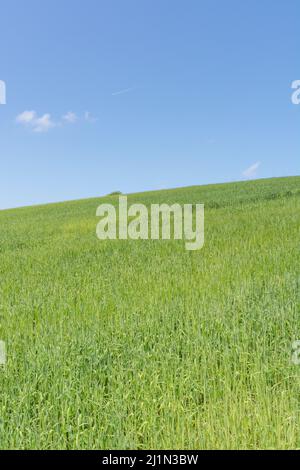 Grüne Felder von England Konzept. Blauer Himmel über der wachsenden Getreide - Cornwall, UK. Metapher für die Ernährungssicherheit/Anbau von Nahrungsmitteln. Stockfoto