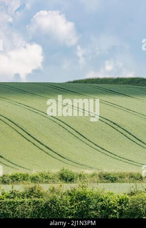 Green Fields of England Konzept. Grünes Gerstenfeld / Hordeum vulgare. Für das Konzept der Hungersnot, Ernährungssicherheit, Nahrungsmittelversorgung Großbritannien. Feldzuschneidemuster. Stockfoto