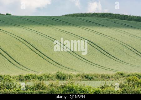 Green Fields of England Konzept. Grünes Gerstenfeld / Hordeum vulgare. Für das Konzept der Hungersnot, Ernährungssicherheit, Nahrungsmittelversorgung Großbritannien. Feldzuschneidemuster. Stockfoto