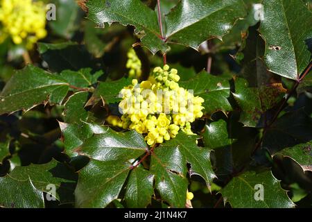 Nahaufnahme der gelben Blüten einer Oregon-Traube (Mahonia aquifolium)-Butterblume. Berberidaceae (Berberidaceae). Frühling, März Niederlande. Stockfoto