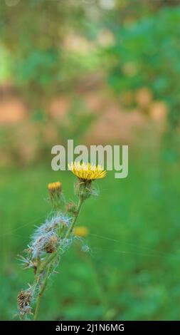 Sonchus asper auch bekannt als Spiny Sowthistle, grobe Milchdistel usw. Blumen gesichtet in Madiwala See, Bangalore, Karnataka, Indien Stockfoto