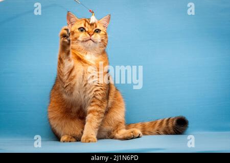 Eine leuchtend rote britische Katze spielt mit einem Spielzeug, das aus der Nähe vor der Kamera sitzt. Stockfoto