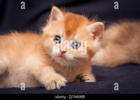 Ein kleines rotes Kätzchen liegt vor der Kamera auf einem dunkelblauen Hintergrund in Nahaufnahme. Stockfoto