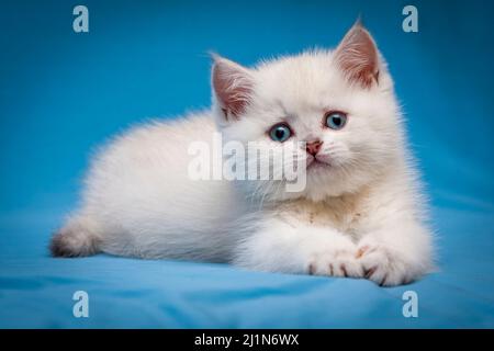 Ein kleines weißes Kätzchen mit blauen Augen liegt auf blauem Hintergrund und schaut auf die Kamera. Stockfoto