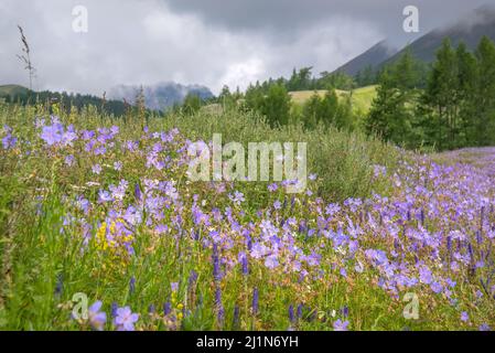 Erstaunliche leuchtend blaue Geranienblüten (Geranium pratense) auf einer grünen Wiese auf einem Berghang vor einem verschwommenen Hintergrund eines Waldes und eines bewölkten Himmels Stockfoto