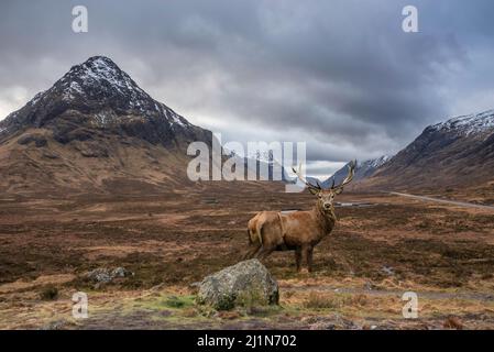 Zusammengesetztes Bild eines Rothirschhirsches in einer wunderschönen Winterlandschaft mit Blick auf das Rannoch Moor in den schottischen Highlands Stockfoto