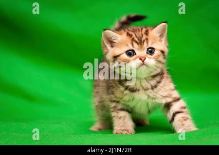 Gestromte gefleckte Kätzchen von goldener Farbe blickt auf die Kamera auf einem grünen Hintergrund. Stockfoto