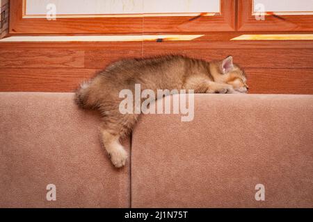 Das Kätzchen schläft süß auf dem Sofa, seine Hinterpfote hängt unten, Seitenansicht. Stockfoto