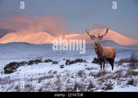 Zusammengesetztes Bild eines Rothirschhirsches im wunderschönen Alpen Glow, der während eines atemberaubenden Sonnenaufgangs in der Winterlandschaft die Berggipfel in den schottischen Highlands trifft Stockfoto