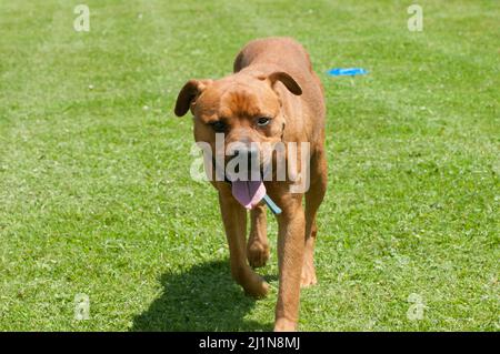 Schutzhunde in der lokalen humanen Gesellschaft # 2 Stockfoto