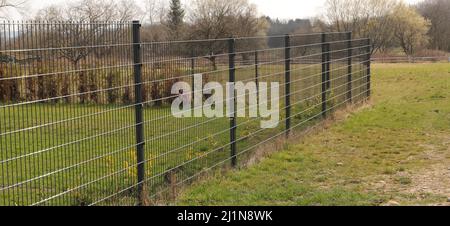 Einen Gartenzaun aus Metall Stockfoto