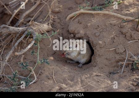 Indische Wüste jird, indische Wüste Gerbil, Meriones hurrianae, Futter, Desert National Park, Jaisalmer, Rajasthan, Indien Stockfoto