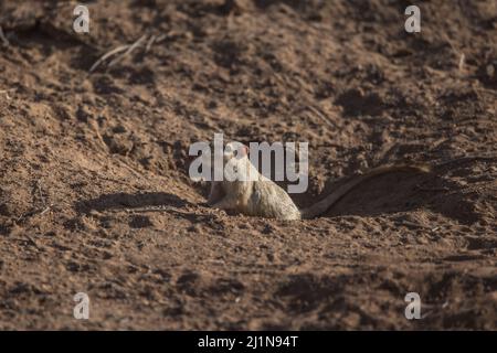 Indische Wüste jird, indische Wüste Gerbil, Meriones hurrianae, Futter, Desert National Park, Jaisalmer, Rajasthan, Indien Stockfoto