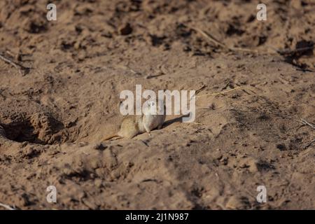 Indische Wüste jird, indische Wüste Gerbil, Meriones hurrianae, Futter, Desert National Park, Jaisalmer, Rajasthan, Indien Stockfoto