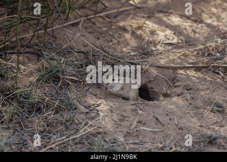 Indische Wüste jird, indische Wüste Gerbil, Meriones hurrianae, Futter, Desert National Park, Jaisalmer, Rajasthan, Indien Stockfoto