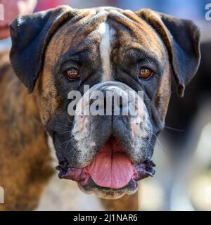 Schließen Sie lustiges Boxer Dog Portrait mit offenem Mund und hervorstehender Zunge Stockfoto