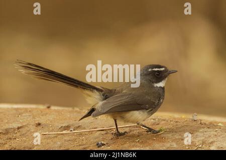 Weißfleckige Fantinail (rhipidura albicollis albogularis) in Gandhinagar, Gujarat, Indien Stockfoto