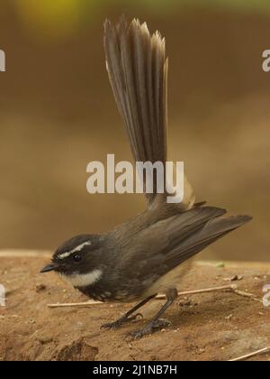 Weißfleckige Fantinail (rhipidura albicollis albogularis) in Gandhinagar, Gujarat, Indien Stockfoto