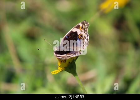 Ein blauer Schmetterling auf einer gelben Blume Stockfoto