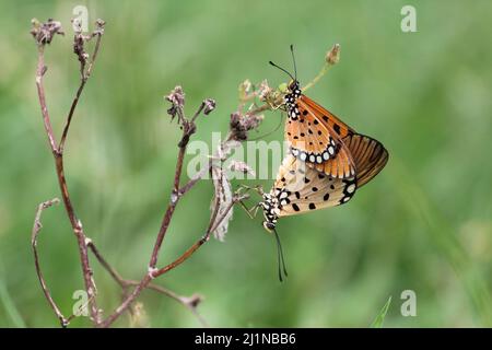 Ein paarweise paarweise paarweise paarweise ansteckende Schmetterlinge Stockfoto