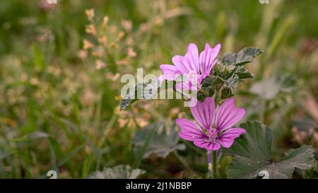 Eine selektive Fokusaufnahme von blühenden Malva sylvestris-Blüten Stockfoto