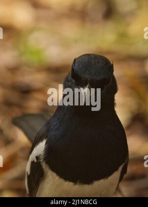 Orientalischer Magpie-Robin (Copsychus saularis), Gandhinagar, Gujarat, Indien Stockfoto