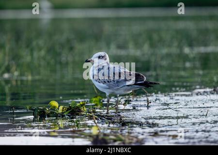 Pallas Gull, Ichthyaetus ichthyaetus, Bhigwan, Maharashtra, Indien Stockfoto