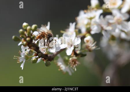 Weiße Blume der wilden Biene Stockfoto