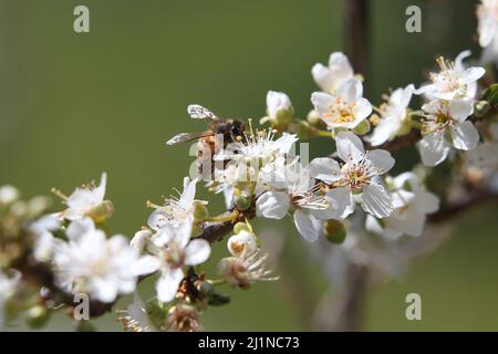 Weiße Blume der wilden Biene Stockfoto