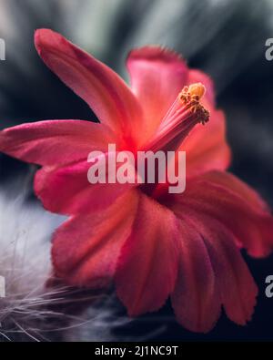 Blume des Echinocereus scheeri (Salm-Dyck) Scheer Kaktus blüht auf einem verschwommenen Hintergrund. Makrofotografie mit geringer Schärfentiefe Stockfoto
