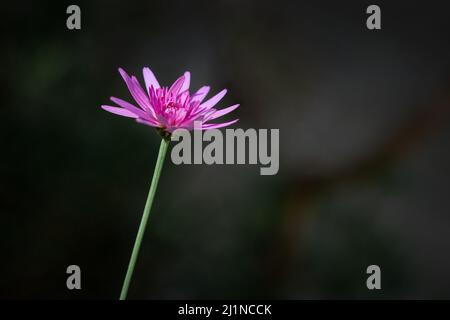 Eine rosa chinesische Asterblume, die in der Natur blüht und in einer dunklen Umgebung aufsteigt, die vom Sonnenlicht erleuchtet wird Stockfoto