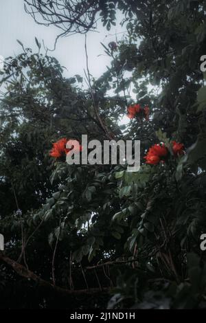 Eine vertikale Nahaufnahme des blühenden Spathodea-Tulpenbaums Stockfoto