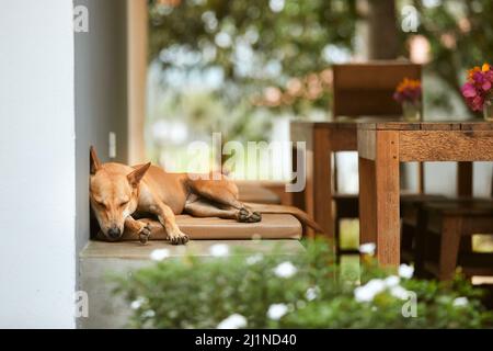 Netter Hund, der während des heißen Sommertages auf der Bank schläft. Stockfoto