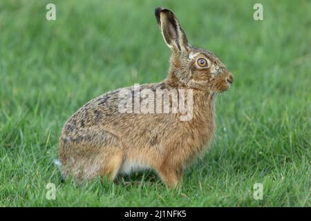 Nahaufnahme eines hellbraunen Hasen im Frühling. Direkt auf einer grünen Wiese, Yorkshire Dales, Großbritannien. Wissenschaftlicher Name: Lepus europaeus. Horizontal Stockfoto