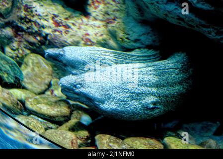 Die Mittelmeermoräne ist ein Fisch der Muränen-Familie. Sein Biss kann für den Menschen gefährlich sein. Stockfoto