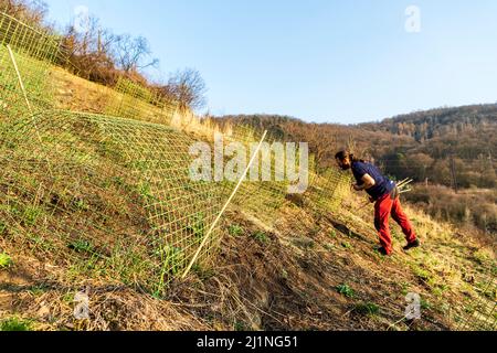 Ein Naturforscher des Stadtmuseums Usti nad Labem Vaclav Beran schloss am 25. März 2022 in einem Käfig eine blühende Passblume (Pulsatilla pratensis), um sie vor überbevölkerten Mufflons und Damhirschen in Usti nad Labem, Tschechien, zu schützen. (CTK-Foto/Ondrej Ajek) Stockfoto