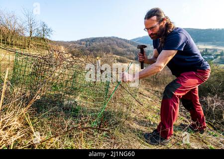 Ein Naturforscher des Stadtmuseums Usti nad Labem Vaclav Beran schloss am 25. März 2022 in einem Käfig eine blühende Passblume (Pulsatilla pratensis), um sie vor überbevölkerten Mufflons und Damhirschen in Usti nad Labem, Tschechien, zu schützen. (CTK-Foto/Ondrej Ajek) Stockfoto