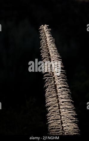 Getrockneter Turm von Juwelen Echium wildpretii gegen das Licht. Teide-Nationalpark. Teneriffa. Kanarische Inseln. Spanien. Stockfoto