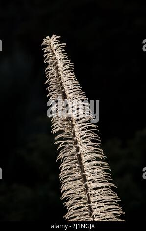 Getrockneter Turm von Juwelen Echium wildpretii gegen das Licht. Teide-Nationalpark. Teneriffa. Kanarische Inseln. Spanien. Stockfoto