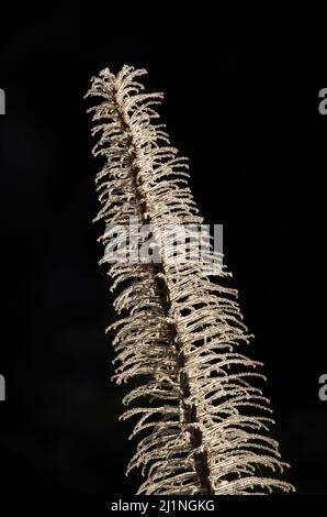 Getrockneter Turm von Juwelen Echium wildpretii gegen das Licht. Teide-Nationalpark. Teneriffa. Kanarische Inseln. Spanien. Stockfoto