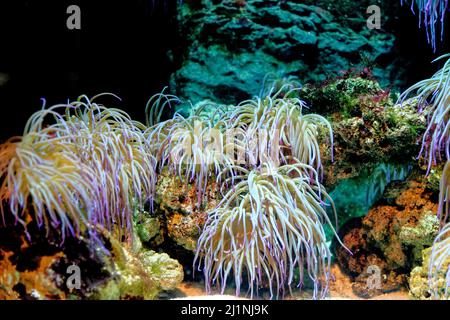 Snakelocks anemone (Anemonia viridis) im Aquarium von Genua in Genua, Ligurien, Italien Stockfoto