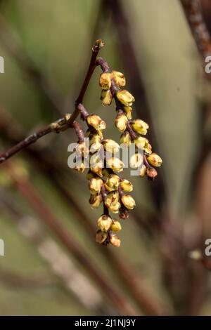 Stachyurus praecox eine im Frühling blühende große Strauchpflanze mit einer gelben, hängenden Racemes-Winterblüte, die allgemein als früher Stachyurus, st Stockfoto