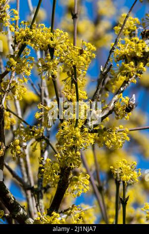 Cornus Mas 'Aurea' eine winterfrühlingsblühende Strauchpflanze mit einer gelben Frühlingsblume, die gemeinhin als Cornelian Cherry bekannt ist, Stockfoto Stockfoto