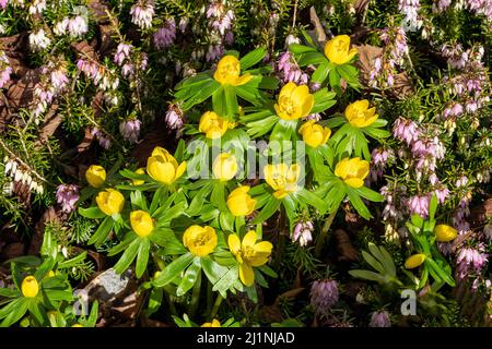 Eranthis hyemalis eine im späten Winter blühende Pflanze mit einer gelben Winterblüte, die allgemein als Winterakonit bekannt ist, Stock-Foto-Bild Stockfoto