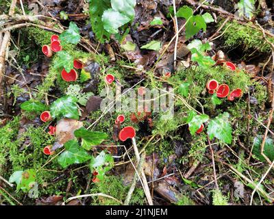 Sarcoscypha coccinea ein roter Waldpilz Pilz-Toadstool, der allgemein als scharlachrote Elfen Tasse oder Kappe bekannt ist, Stock Foto Bild Stockfoto