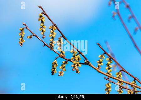 Stachyurus praecox eine im Frühling blühende große Strauchpflanze mit einer gelben, hängenden Racemes-Winterblüte, die allgemein als früher Stachyurus, st Stockfoto